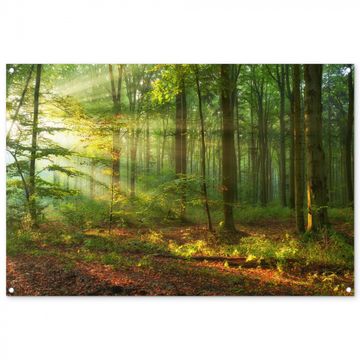 Tuinposter - Ochtendlicht in het bos