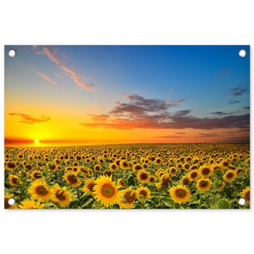 Uitgestrekt zonnebloemveld bij zonsondergang