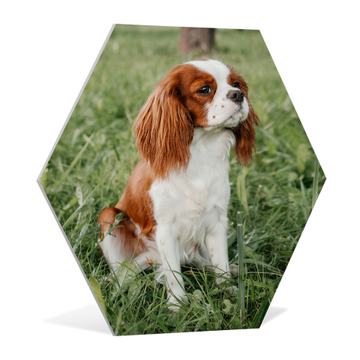 Hexagon foto