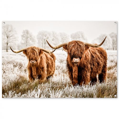 Twee Hooglanders in de Winter