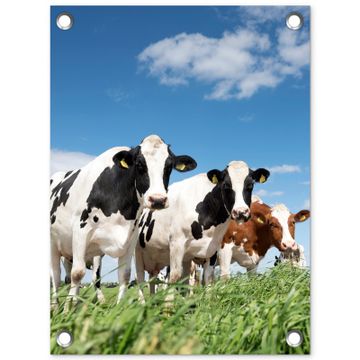 Tuinposter - Koeien in de weide