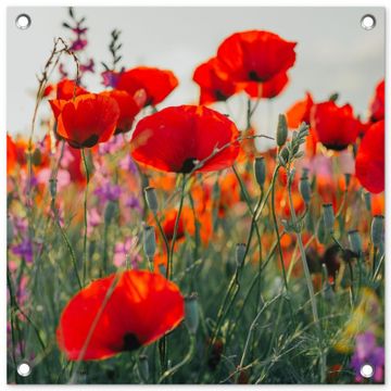 Tuinposter - Bloeipracht van Klaprozen