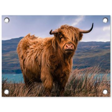 Hooglander bij het Meer