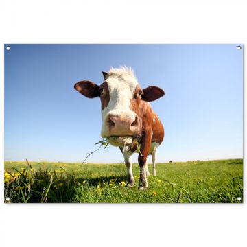 Tuinposter - Koe in de Weide