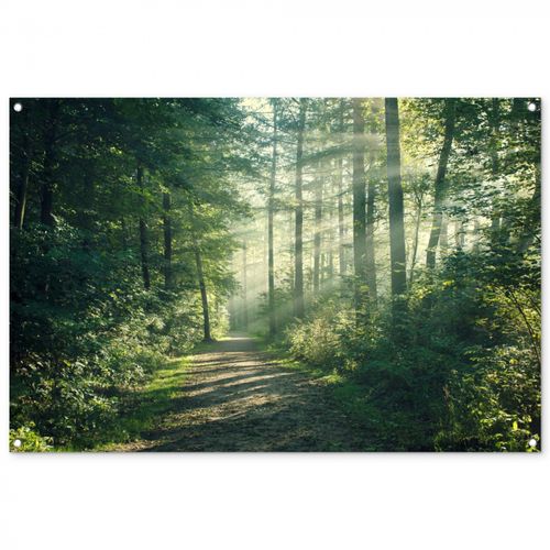 Tuinposter - Bosweg in ochtendlicht