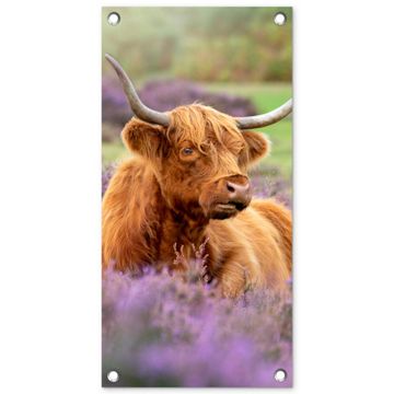 Hooglander in de Heide