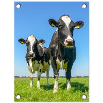 Tuinposter - Koeien op een zonnige dag in de wei
