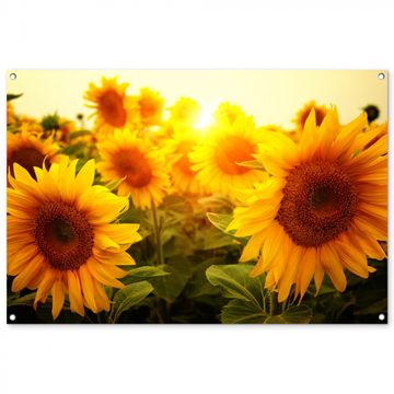 Tuinposter - Zonnebloemen in het zonlicht