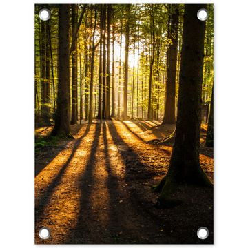 Tuinposter - Avondlicht in het bos