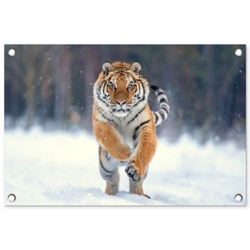 Tijger rennend door de sneeuw