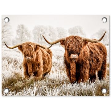 Twee Hooglanders in de Winter
