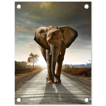 Olifant op een verlaten weg
