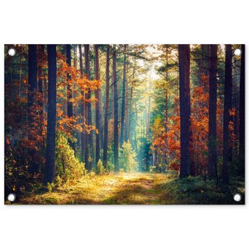 Tuinposter - Herfstbos met zonnestralen