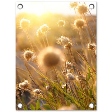 Tuinposter - Verlichte zaadhoofden in de avondzon