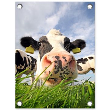 Tuinposter - Nieuwsgierige koe in close-up