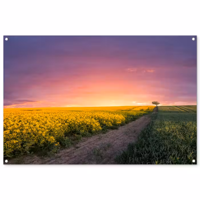 Tuinposter - Bloemen - Weg - Lucht - Geel - Paars - Zonsondergang - Natuur