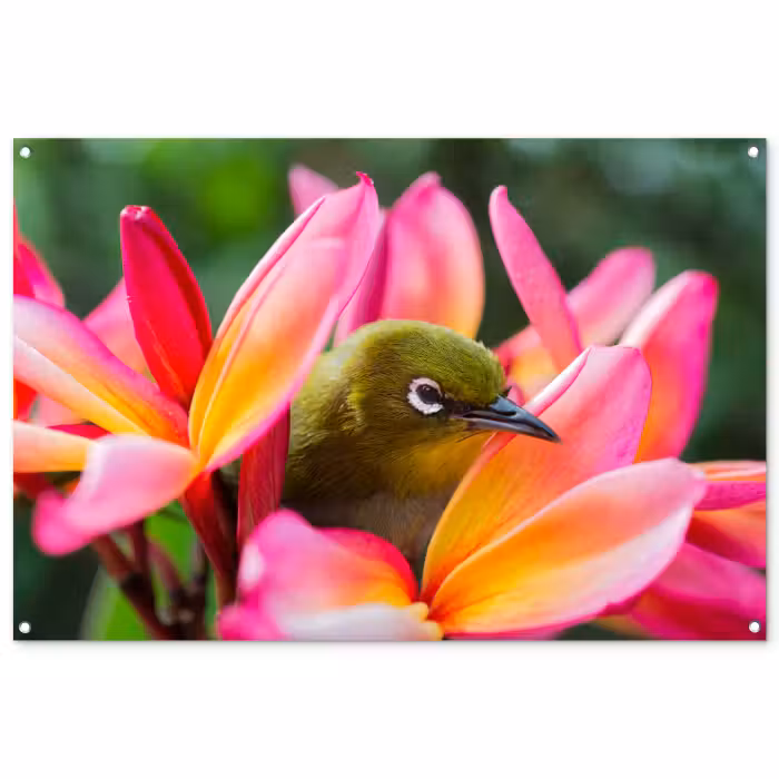 Tuinposter - Tropische vogel tussen roze bloem
