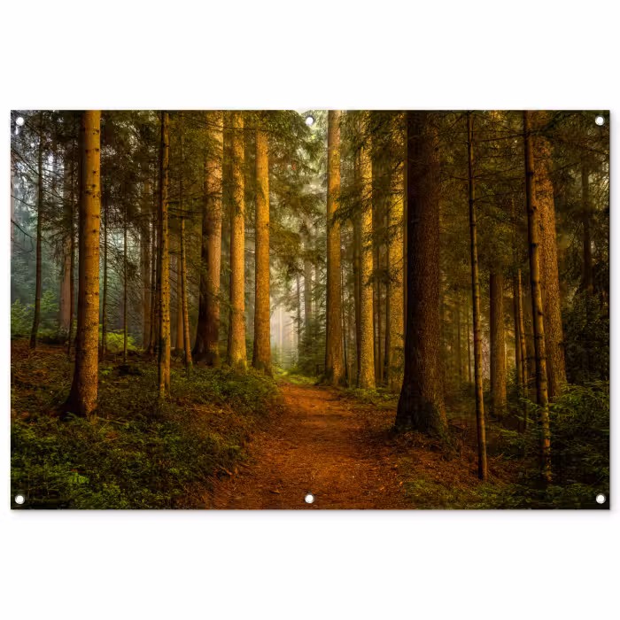 Tuinposter - Bos - Natuur - Bomen - Landschap - Bladeren