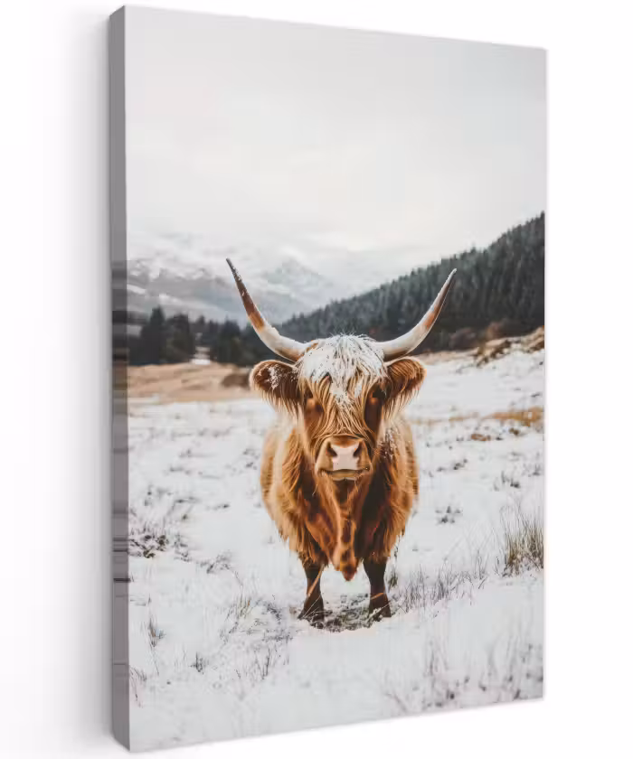 Buiten canvas - Schotse Hooglander - Landschap - Sneeuw - Bergen - Winter