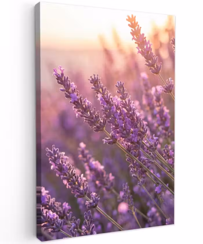 Buiten canvas - Lavendel - Paars - Zonlicht