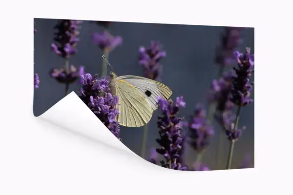 Close-up Tuinposter Ophangsysteem