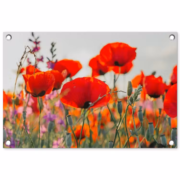 Tuinposter - Bloeipracht van Klaprozen — 1