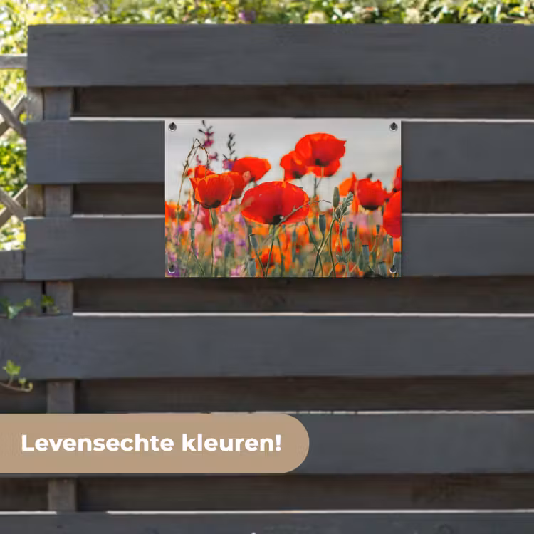 Tuinposter - Bloeipracht van Klaprozen — 6