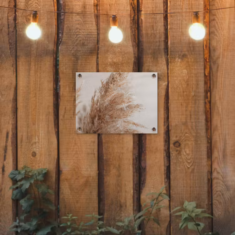 Tuinposter - Gedroogd pampasgras tegen een neutrale achtergrond — 2