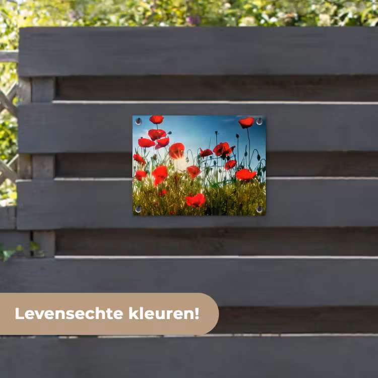 Tuinposter - Klaprozen in ochtendlicht — 6