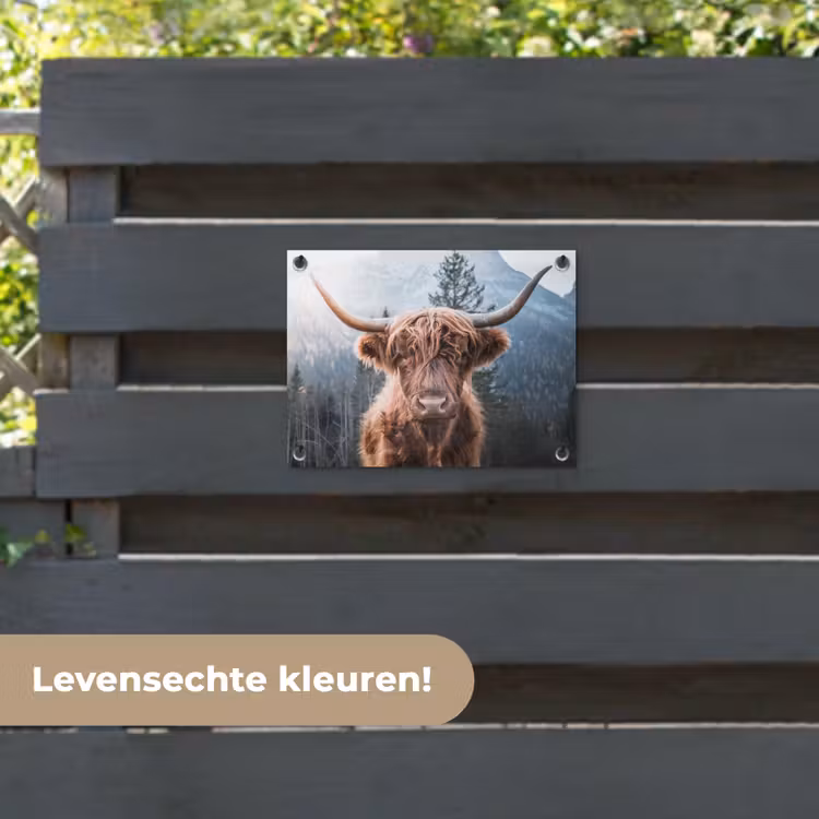 Tuinposter - Hooglander van Dichtbij — 6