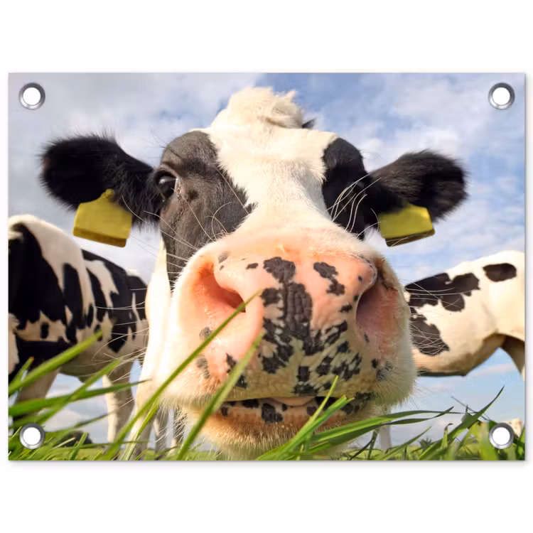 Tuinposter - Nieuwsgierige koe in close-up — 1