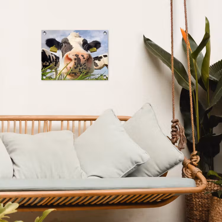 Tuinposter - Nieuwsgierige koe in close-up — 4