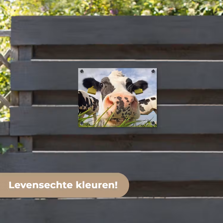 Tuinposter - Nieuwsgierige koe in close-up — 6
