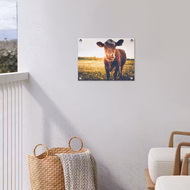 Tuinposter - Koe bij zonsondergang op een veld vol paardenbloemen — 5