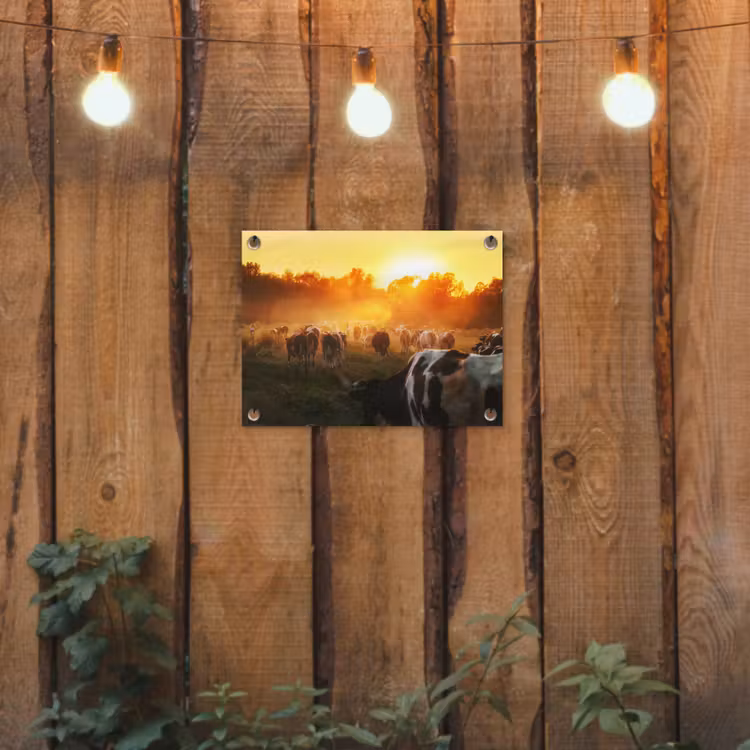Tuinposter - Koeien bij Zonsondergang — 2