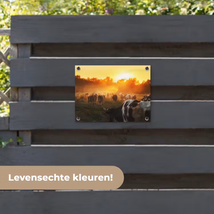 Tuinposter - Koeien bij Zonsondergang — 6