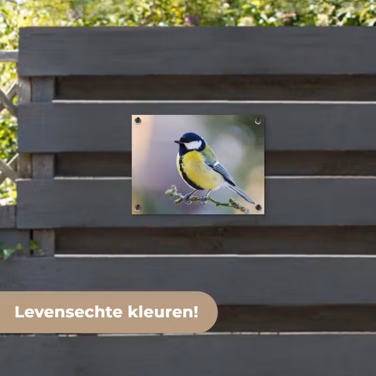 Tuinposter - Koolmees op een Tak — 6