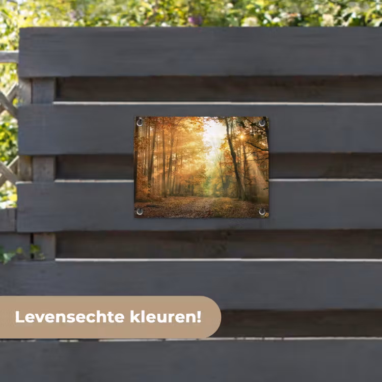 Tuinposter - Herfstbos in gouden zonlicht — 6