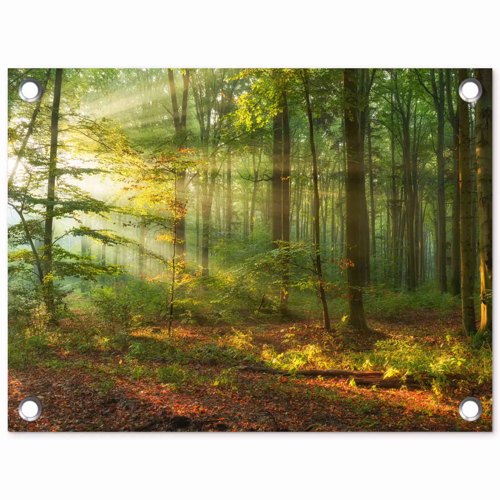 Tuinposter - Ochtendlicht in het bos — 1