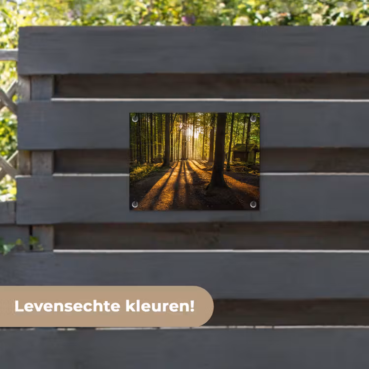 Tuinposter - Avondlicht in het bos — 6