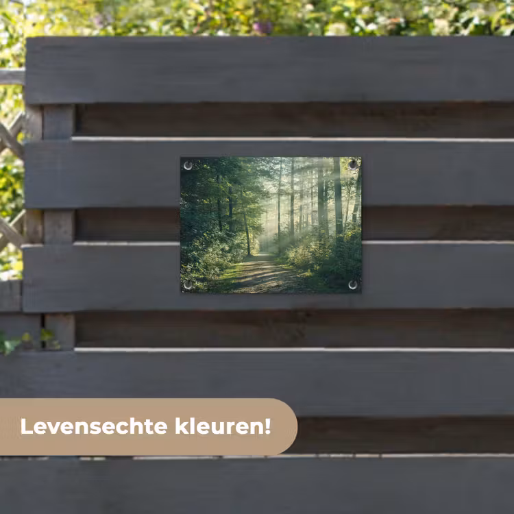 Tuinposter - Bosweg in ochtendlicht — 6