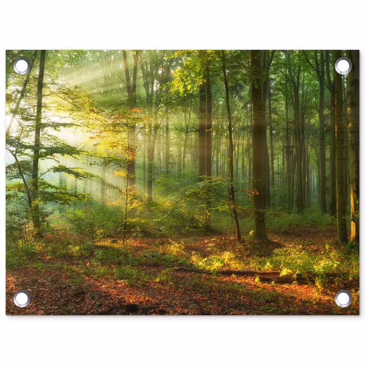 Tuinposter - Ochtendlicht in het bos — 1