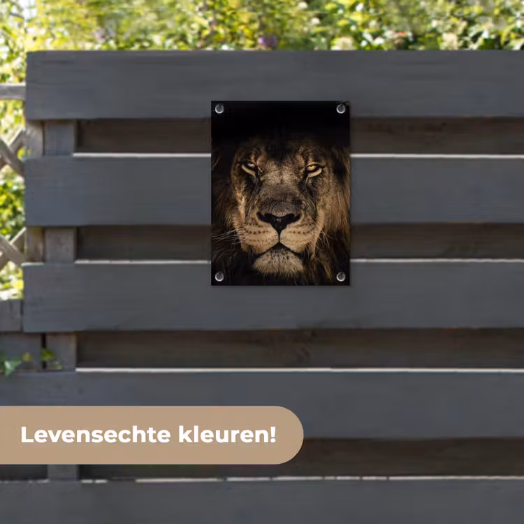 Tuinposter - Leeuw in het schaduwlicht — 6
