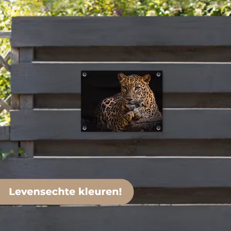 Tuinposter - Luipaard in rust — 6