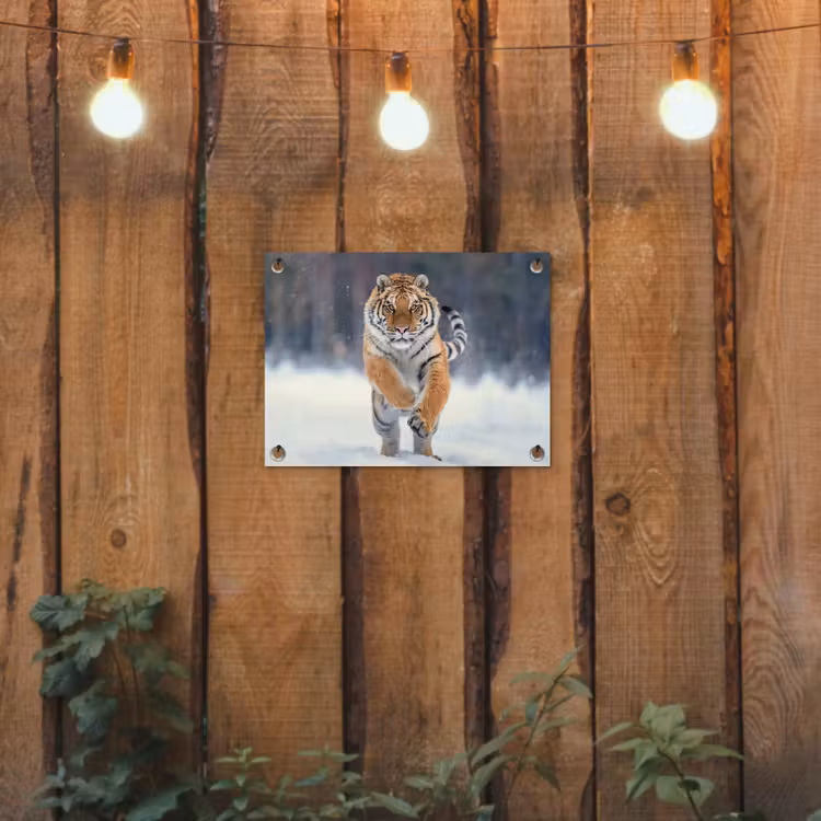 Tuinposter - Tijger rennend door de sneeuw — 2
