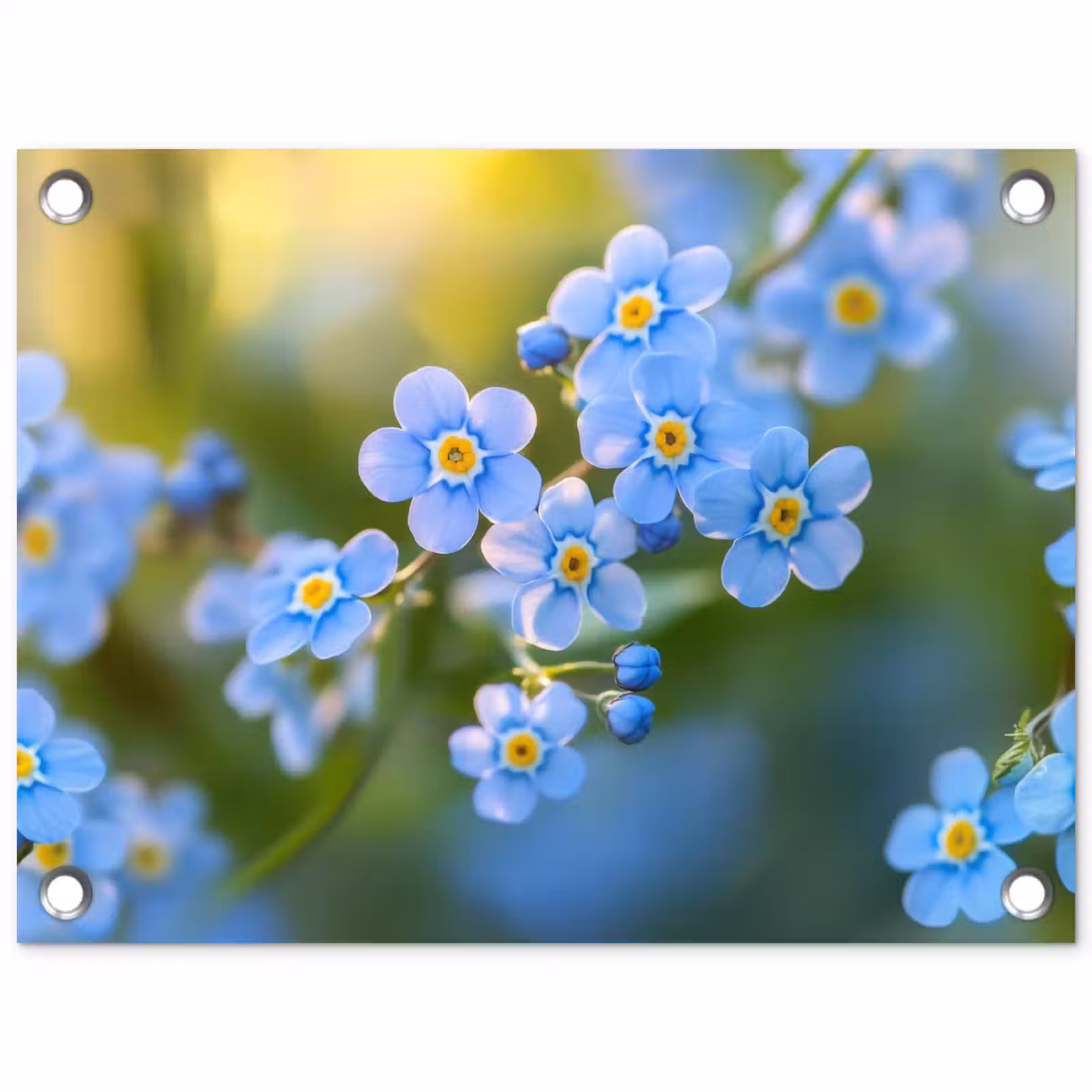 Tuinposter - Bloemetjes - Blauw - Vergeet mij nietjes — 1