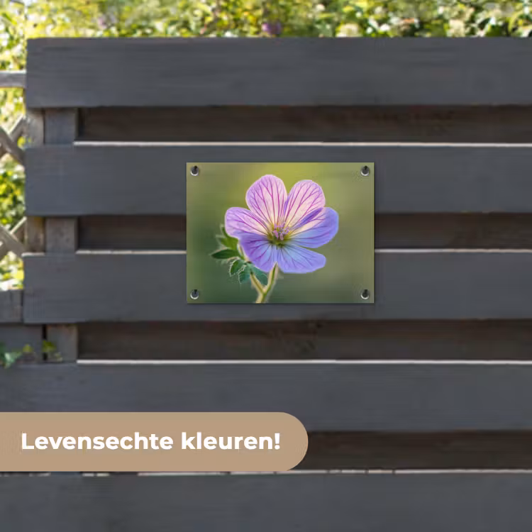 Tuinposter - Bloem - Close up - Paars — 6