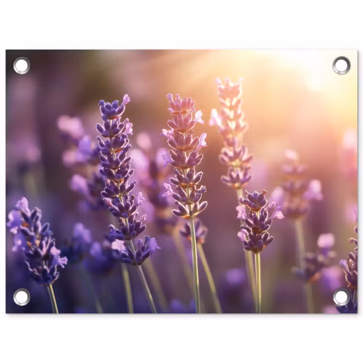 Tuinposter - Lavendelbloemen - Paars - Zonlicht — 1