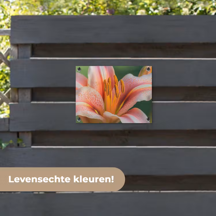 Tuinposter - Lelie - Close up - Lichtroze — 6