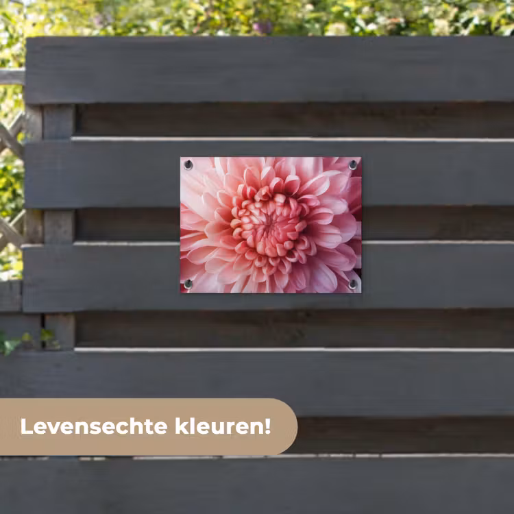 Tuinposter - Dahlia - Bloem - Close up - Roze — 6